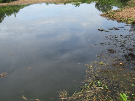 Nước đập Ươi đen ngòm, sủi bọt, bốc mùi hôi thối.