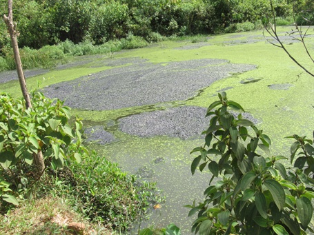 Bể lắng của trang trại anh Hiển nước đen ngòm, đặc quánh nằm ngay bên đập Ươi.