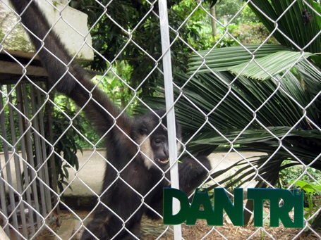 
Theo người nhà ông Hùng, cá thể voọc quý hiếm này đã được nuôi nhốt suốt nhiều năm nay.
