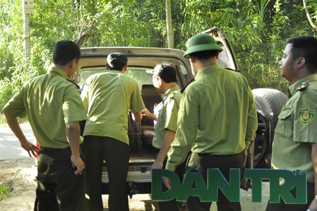 Cán bộ kiểm lâm đưa cá thể voọc lên xe về thả vào rừng tự nhiên thuộc Vườn quốc gia Vũ Quang.