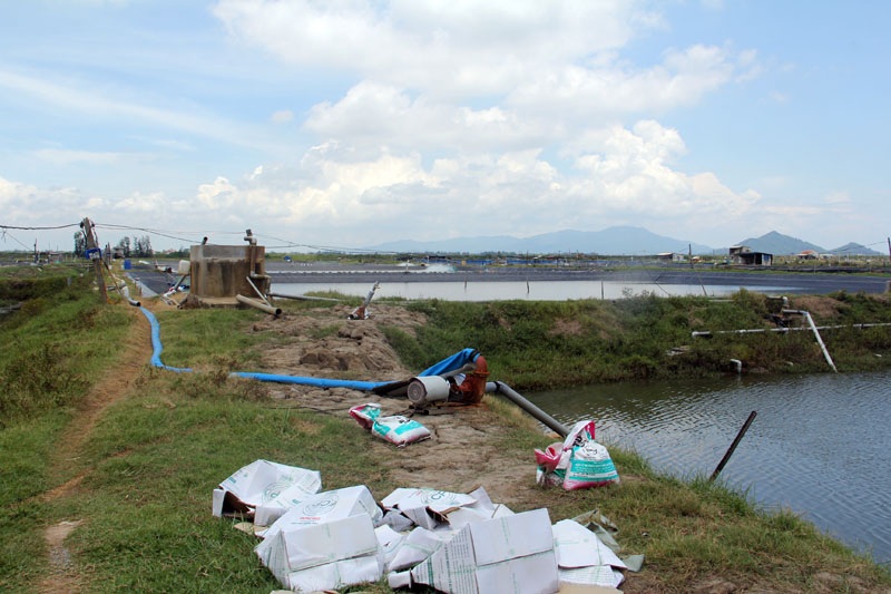 
Những ao tôm của người dân xã Thạch Bàn có nguy cơ mất trắng vì nguồn điện liên tục xảy ra sự cố.
