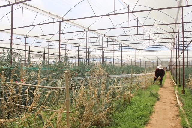 Nhiều hộ dân phải phá bỏ toàn bộ để đầu tư vụ hoa khác