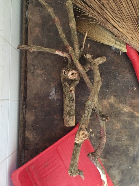 Cành cây cà phê mà các bác sỹ cưa từ hốc mắt phải của nạn nhân