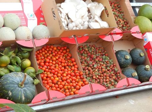 Dâu tây, bí đỏ Nhật, cà chua, nấm… những sản phẩm sạch, tươi ngon đang được nhân rộng trên mảnh đất giàu vi chất của Kon Plông