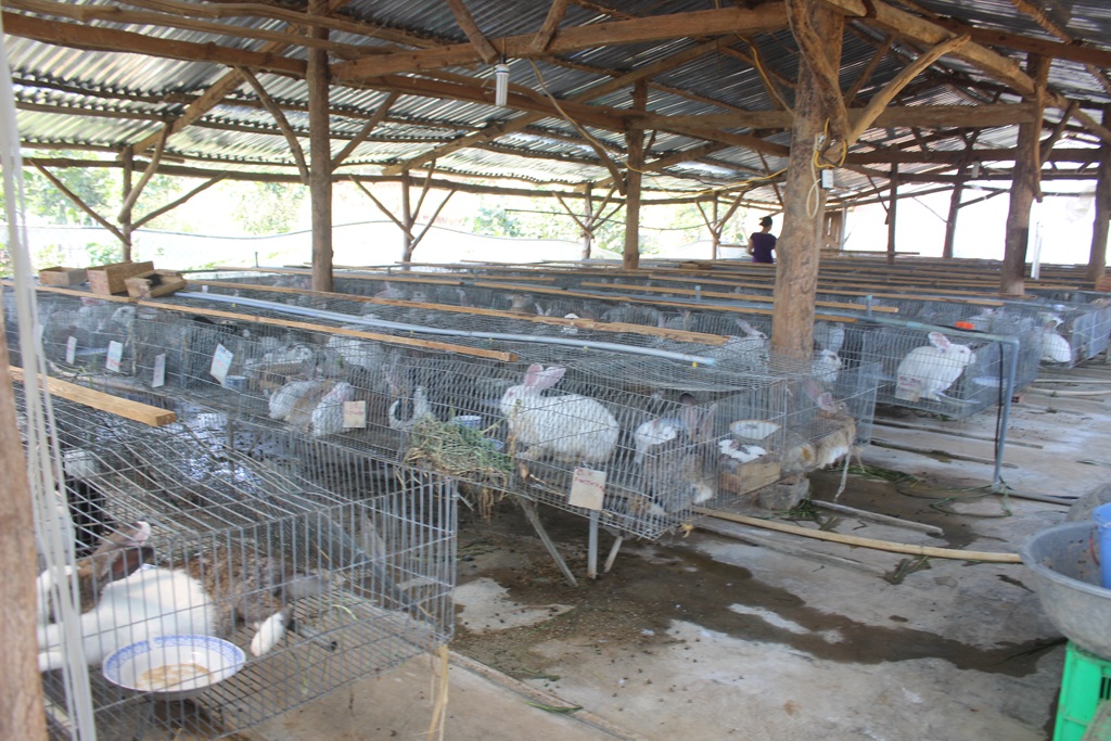 Trang trại thỏ được thiết kể khá khoa học, thỏ được uống nước từ hệ thống nước tự động, có quạt làm mát mùa nóng và hệ thống sưởi ấm mùa lạnh