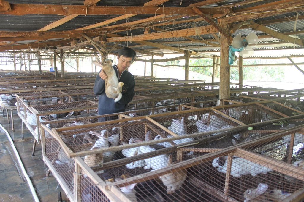 Việc kiểm tra dịch bệnh cho con thỏ được tiến hành thường xuyên