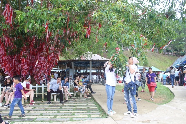Đôi bạn trẻ treo dải lụa hồng, đỏ trên cây tình duyên tại Thung lũng Tình yêu