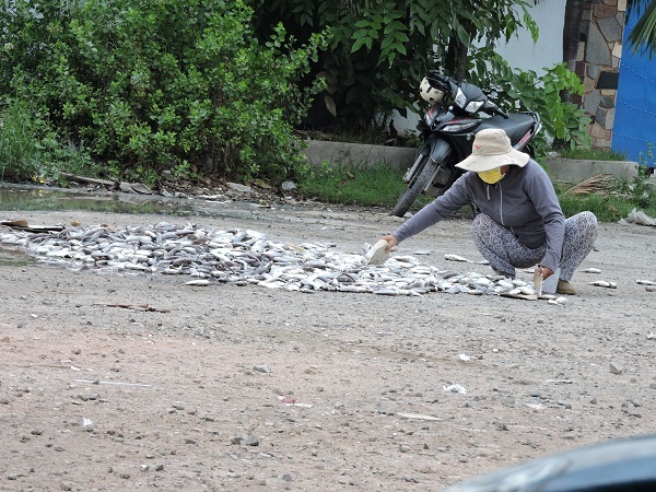 Người dân mang cá đến cổng các công ty chế biến hải sản để đổ