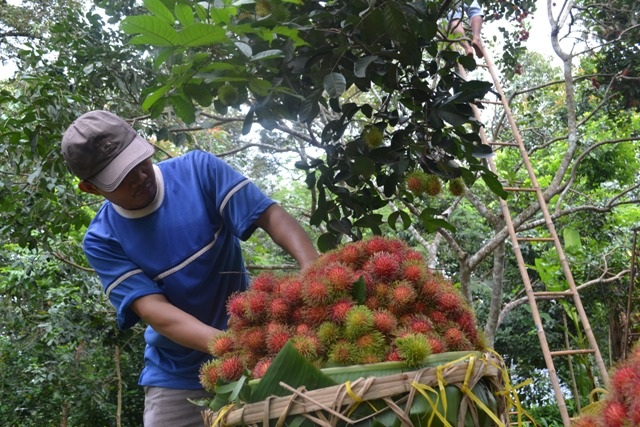 Chôm chôm Thái có giá bán cao hơn, cho thu nhập cao hơn nên người nông dân đang chuyển dần sang trồng loại cây này