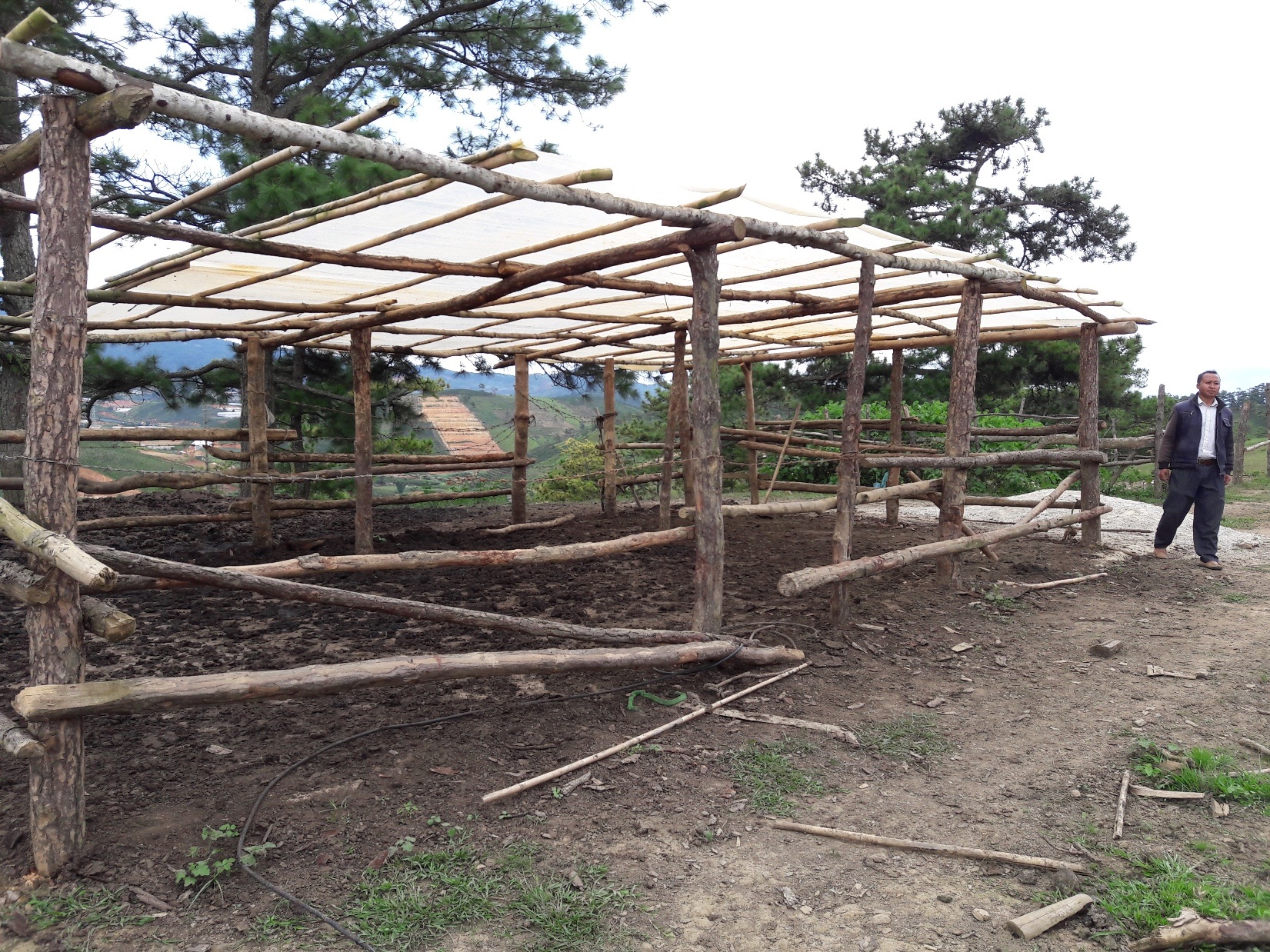 Chuồng trâu của gia đình ông Tem tan hoang khi bị kẻ gian trộm mất trâu