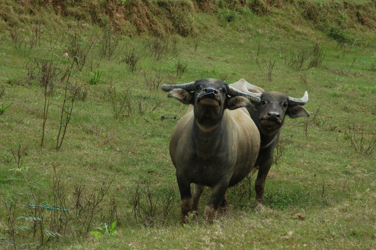 Hai con trâu trong số đàn trâu đã chạy thoát khỏi bọn trộm
