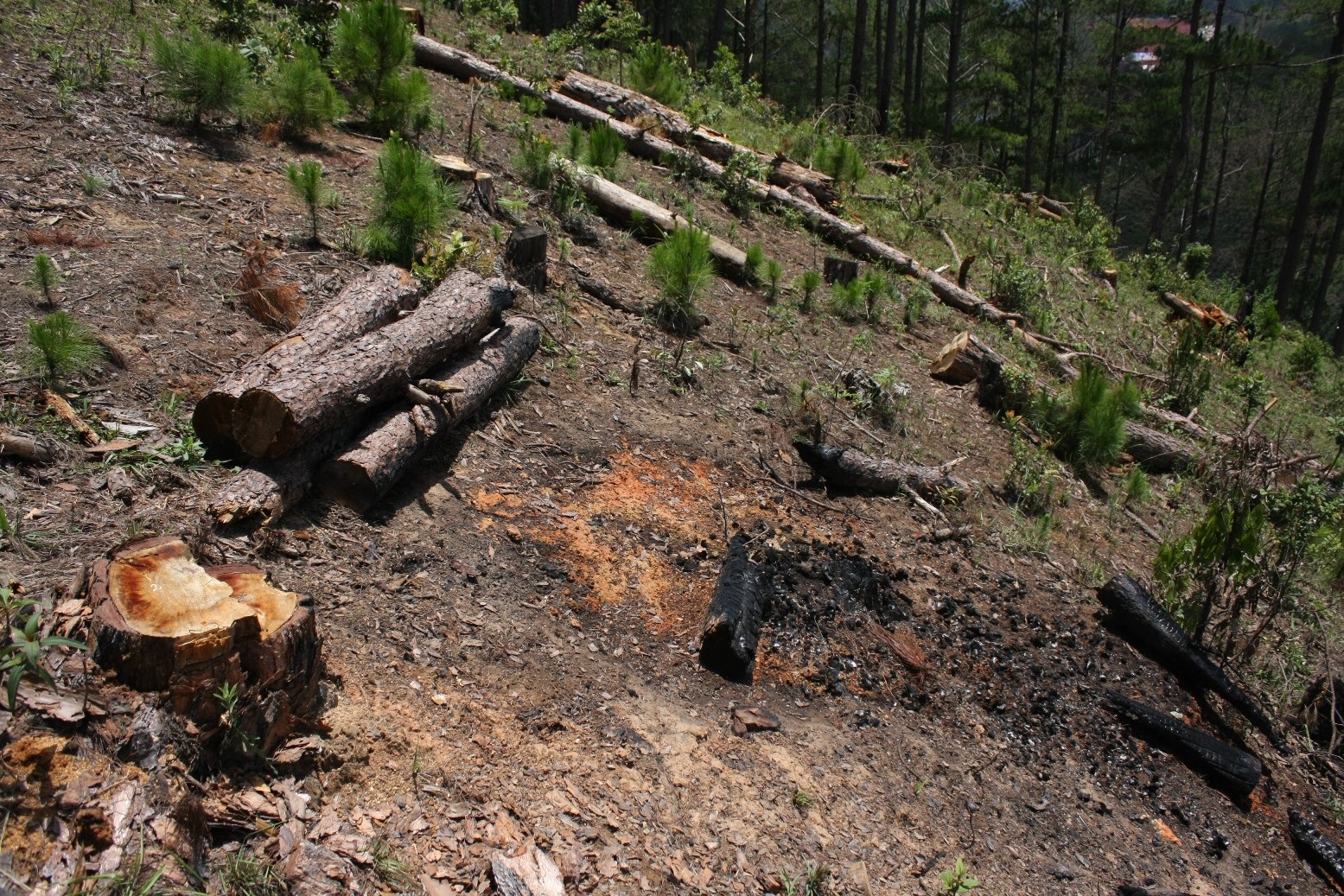 Một vụ phá rừng thông tại Lâm Hà- Lâm Đồng (ảnh minh họa)