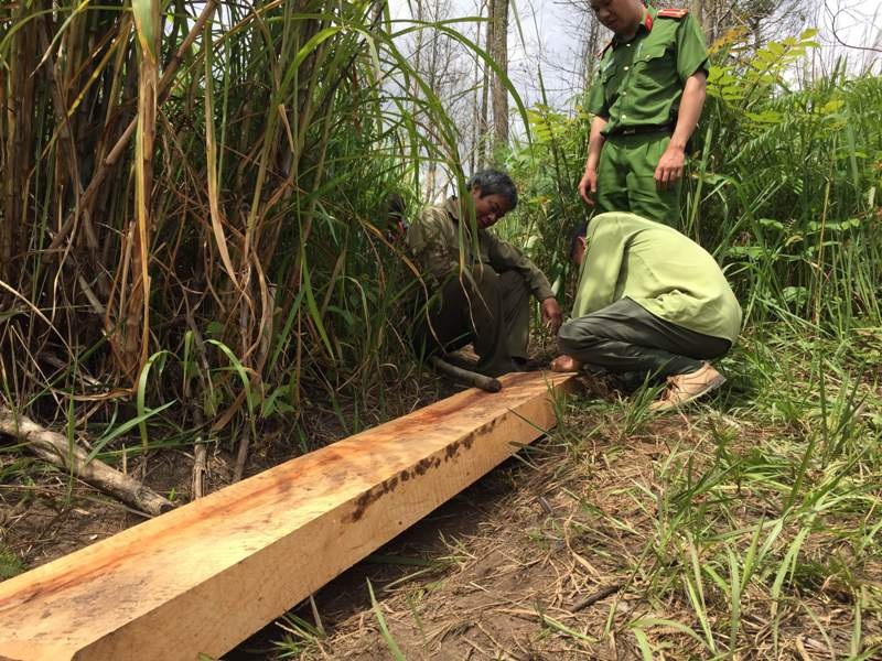 Mỗi gốc có đường kính trung bình khoảng 40-50cm.