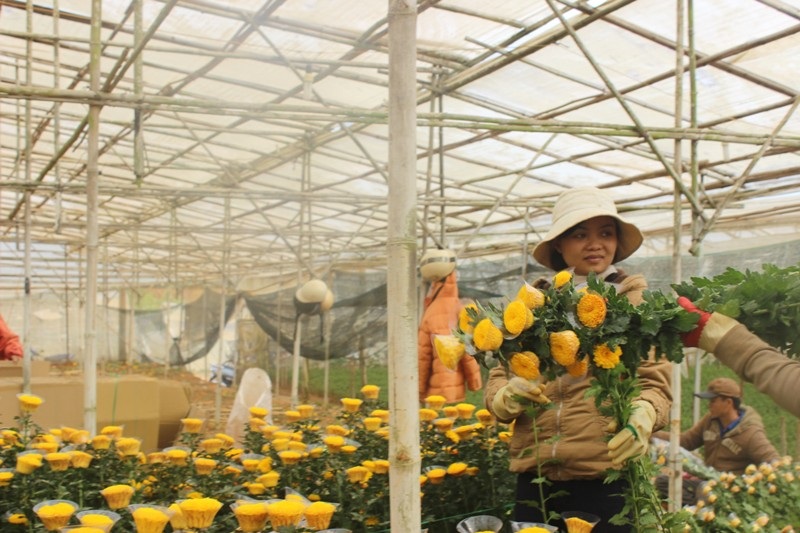 Người dân Đà Lạt phấn khởi thu hoạch hoa cúc