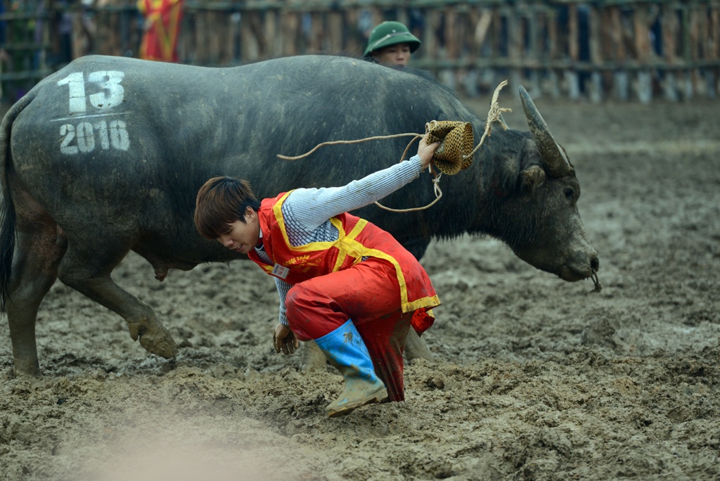 
Giám sát, điều khiển trâu chọi là công việc khá nguy hiểm, đòi hỏi phải là những người có nghề huấn luyện mới làm được.

