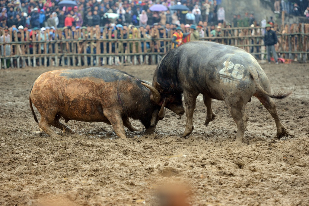 
Một đòn đánh hổ lao của trâu chọi số 28. Đây được coi là đòn đánh hiểm, có khả năng triệt hạ đối thủ ngay từ đầu.
