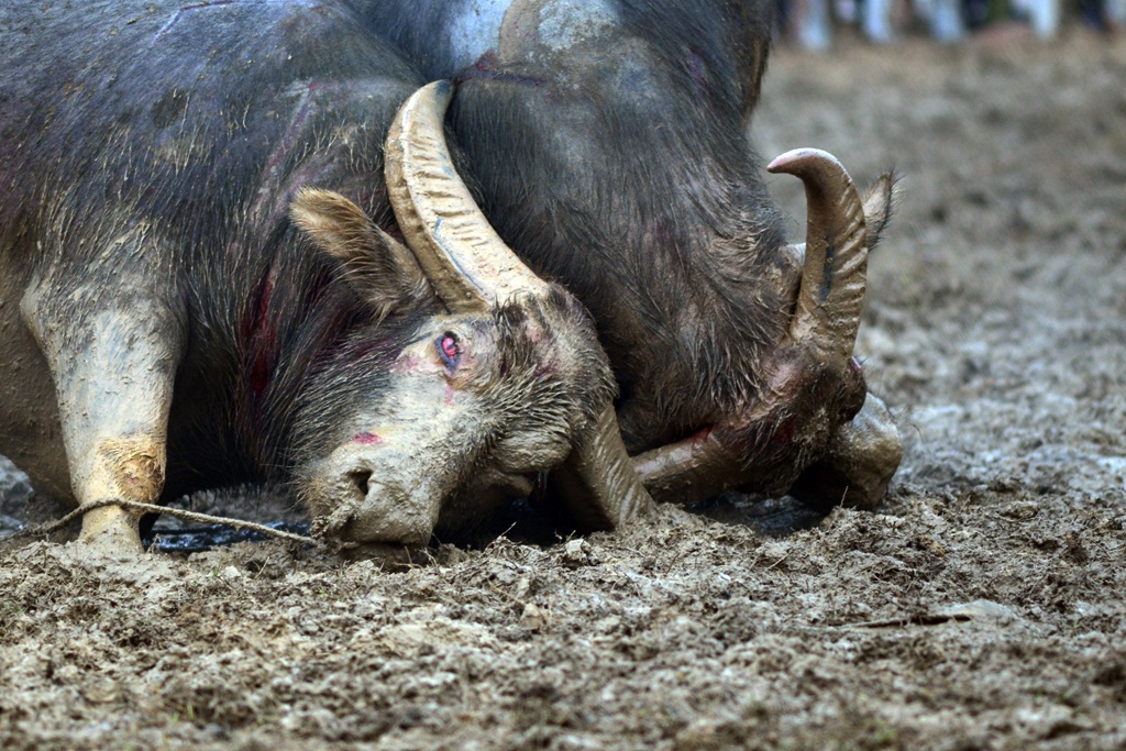 
Các màn chọi trâu hấp dẫn ngay từ những cặp đấu đầu tiên.
