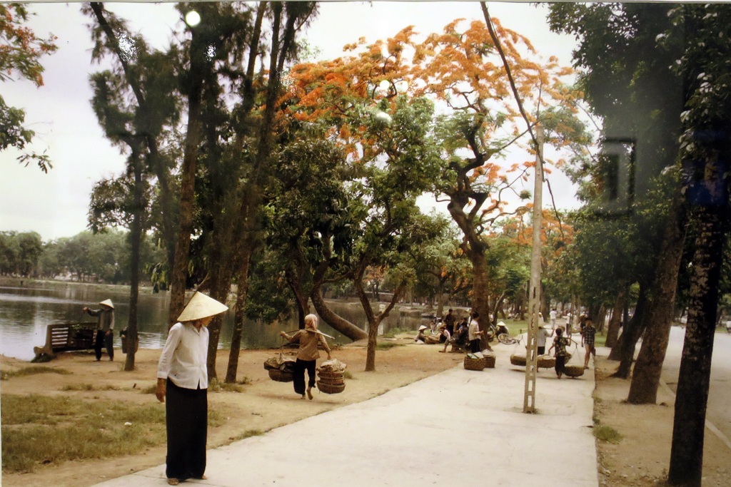 Hoa phượng nở bên hồ Thiền Quang, Hà Nội năm 1983.