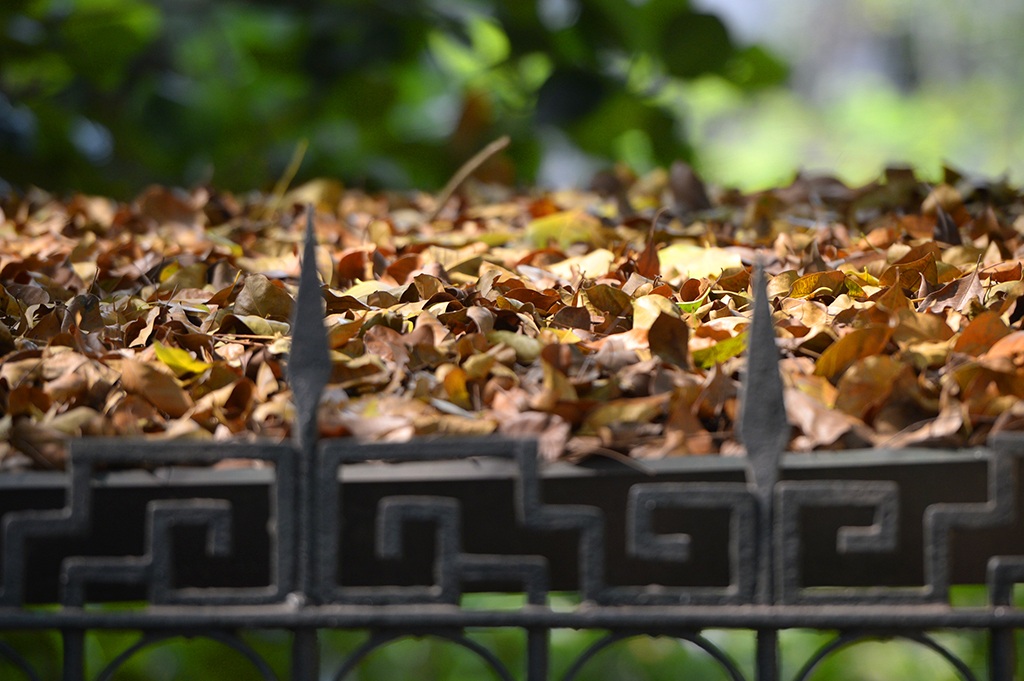 
Rá rơi thành một thảm dày trên mái một ngôi nhà trên phố.
