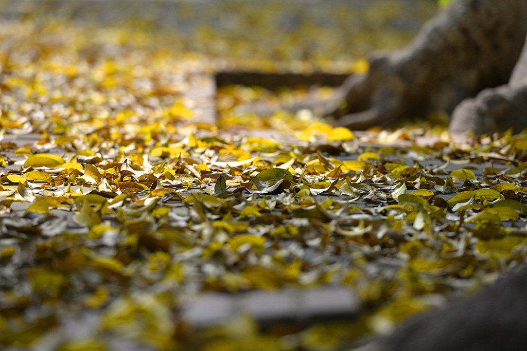 
Phố Phan Đình Phùng được biết đến với ba hàng cây sấu cổ thụ trăm năm tuổi quanh năm rợp bóng.
