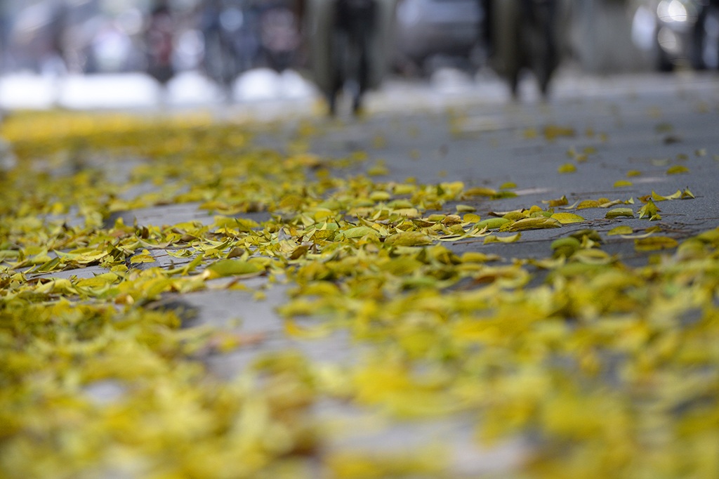 
Lá sấu rụng vàng ươm trên phố Phan Đình Phùng.
