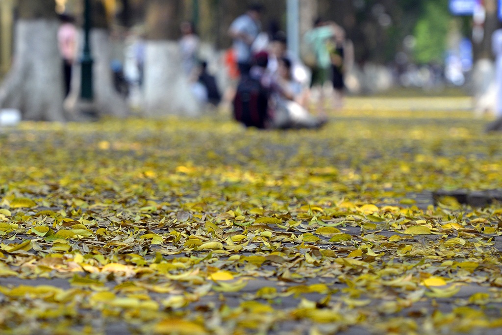 
Cả một đoạn vỉa hè dài ngập lá sấu rụng.
