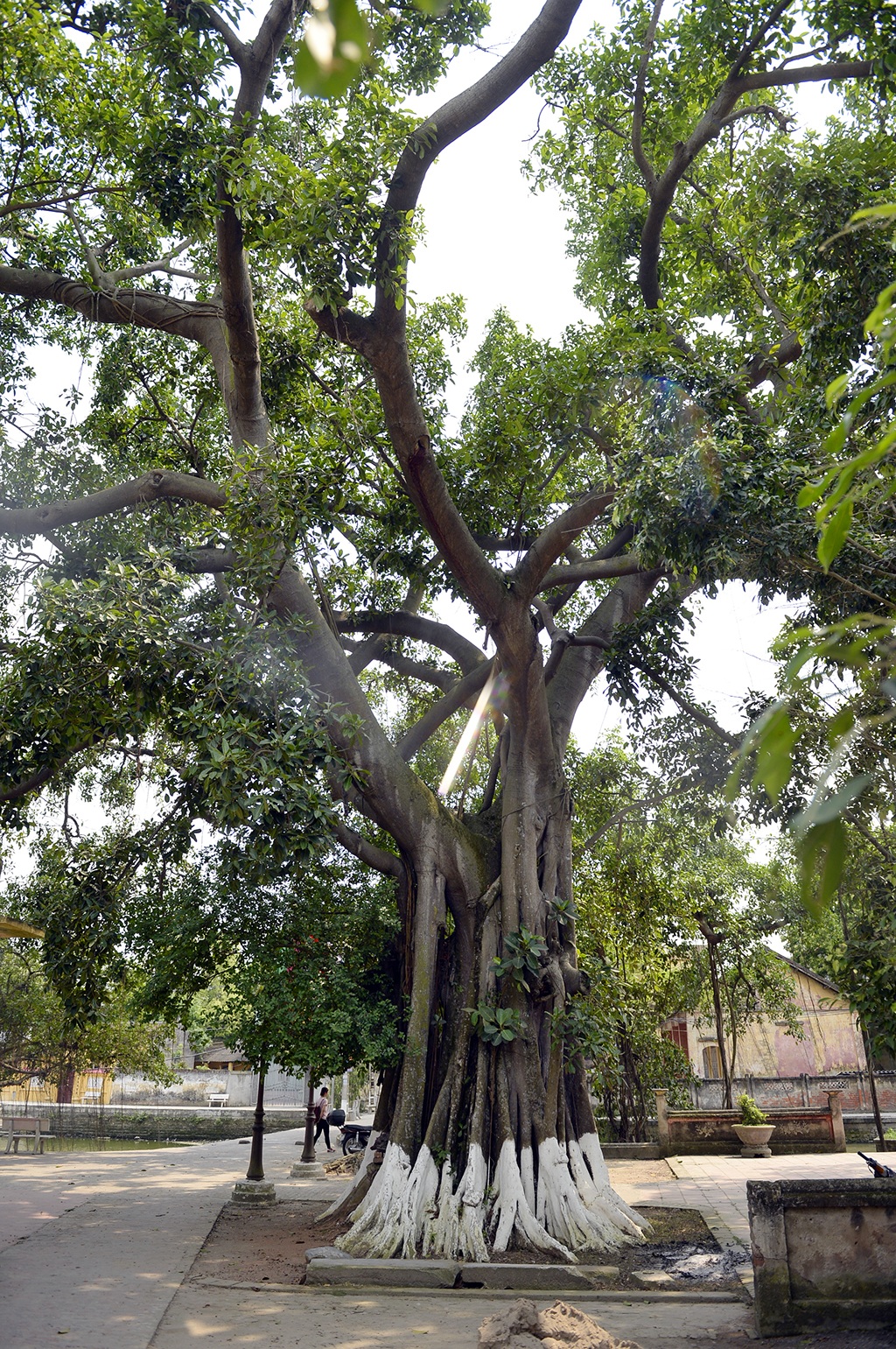 Cây đa hàng trăm năm tuổi tỏa bóng mát quanh năm được trồng ngay sân đình nơi giữa trung tâm làng.