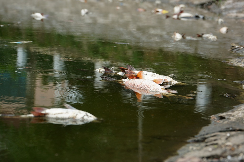 Hà Nội: Cá to chết hàng loạt ở hồ Hoàng Cầu - 10