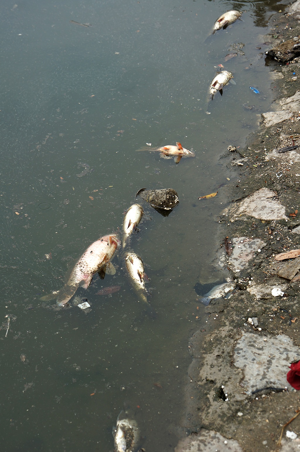 
Cá phơi bụng trắng dọc theo mép hồ.
