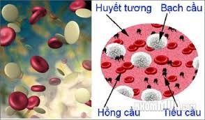 Tiết canh: Không bổ máu lại thêm nhiễm trùng - 2 Thành phần của máu