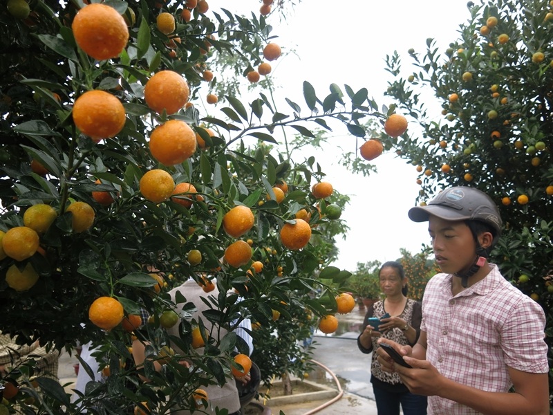 Hội An lần đầu có Ngày hội quật cảnh đón Tết Nguyên Đán - 2