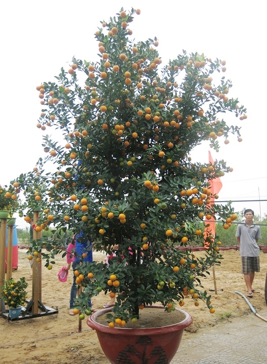 Nhiều chậu quật thế có tuổi đời 15 - 20 năm