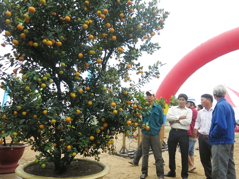Hàng trăm cây quật cảnh cỡ khủng được người dân mang ra trưng bày trong Ngày hội để người dân và du khách thưởng lãm