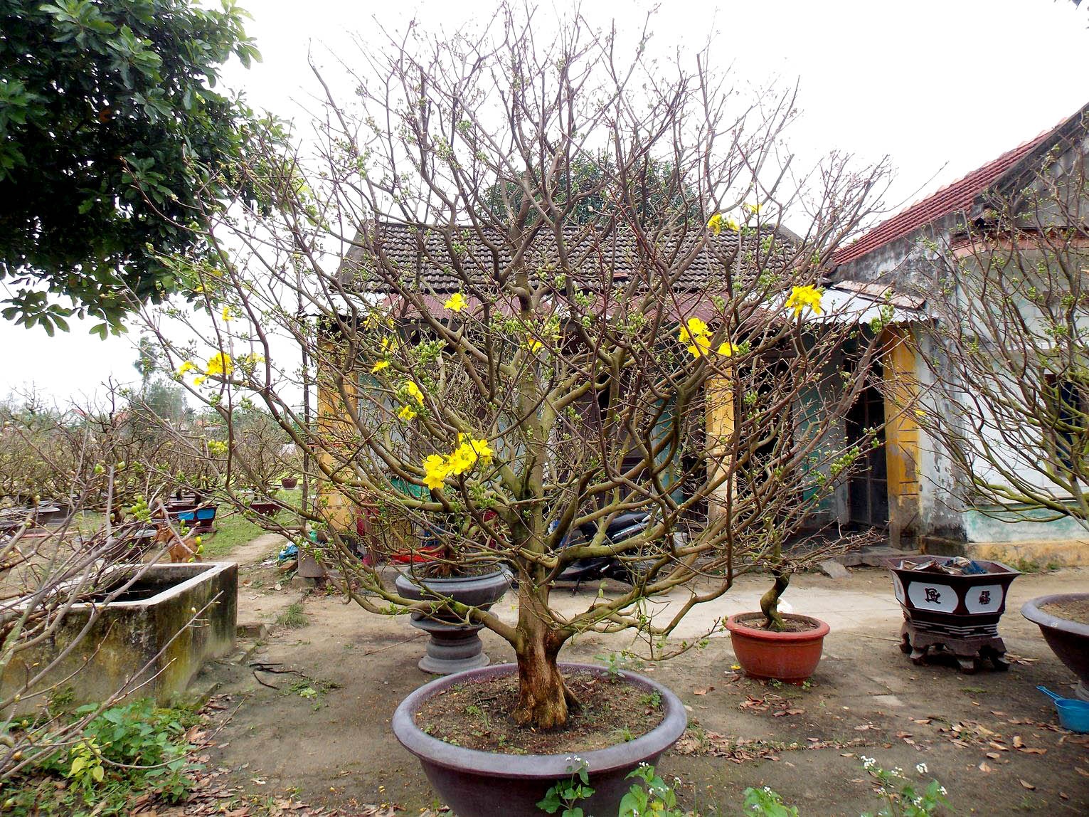 Chậu mai dáng “Trực phân chi” 20 năm tuổi với giá thuê 35 triệu đồng