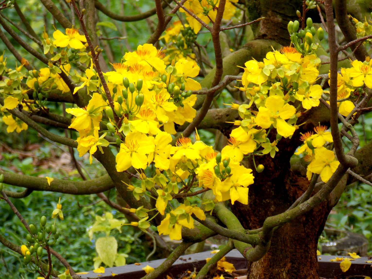 Để làm mẫu cho khách hàng dễ dàng kiểm tra, ông Dũng đã cho một cây mai trổ bông sớm một tháng