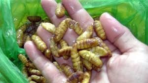 Nhộng tằm Đại Lãnh: Món ngon quê lụa - 1 Cần lựa chọn nhộng kỹ trước khi chế biến