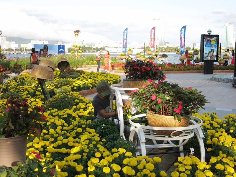 Đến sáng 3/2 (nhằm 25 tháng Chạp), các cung đường hoa xuân Đà Nẵng vẫn đang dần hoàn thiện ngày càng rực rỡ hơn sẵn sàng đón Tết Bính Thân 2016