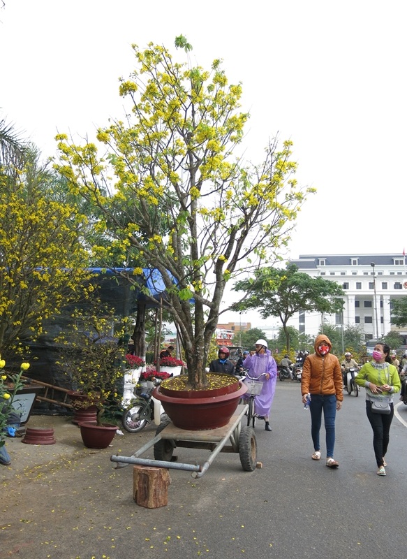 Người dân và du khách ra chợ hoa bất kể khi trời đang mưa phùn