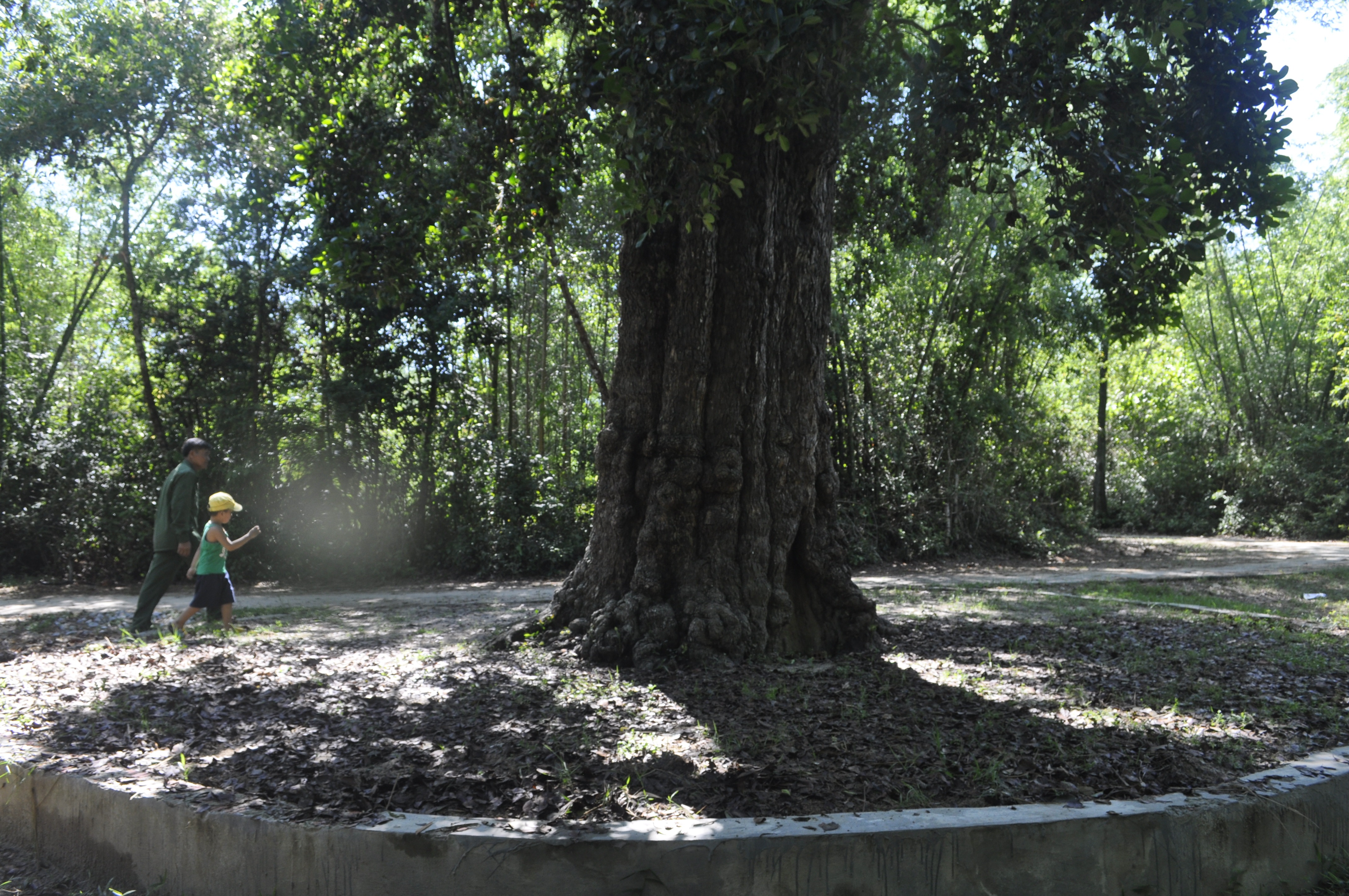 Cây rõi cổ thụ trước đền Thạch Tân là đài quan sát giúp quân ta dõi theo mọi động tĩnh trước căn cứ trong đền