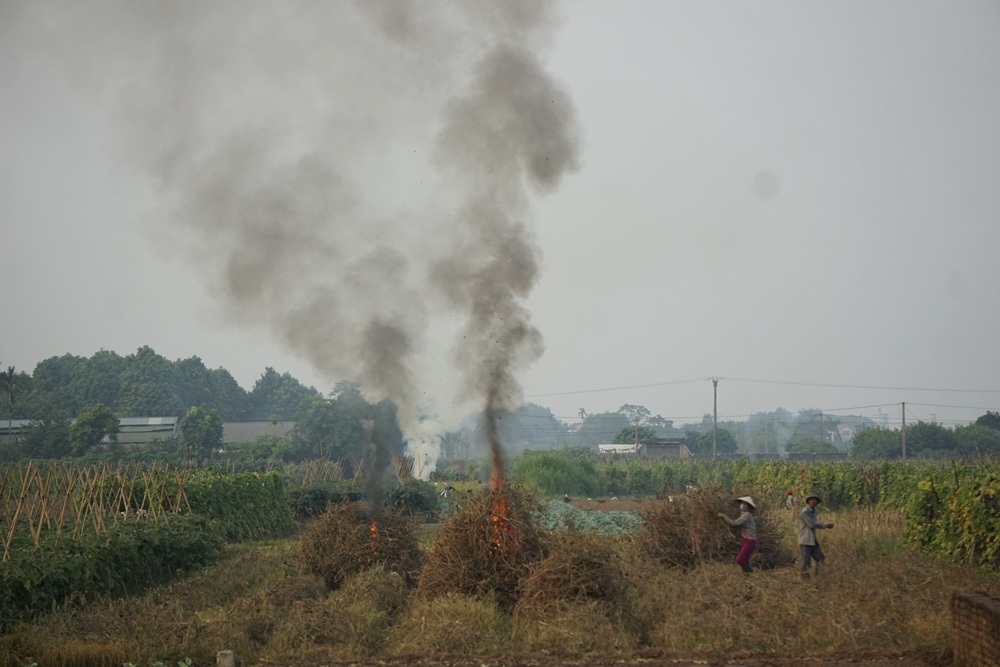 Một gia đình đang đốt bỏ những thân cây cà tím.