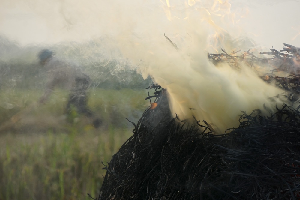 Những đống rơm rạ đốt trông như những ống khói trên cánh đồng