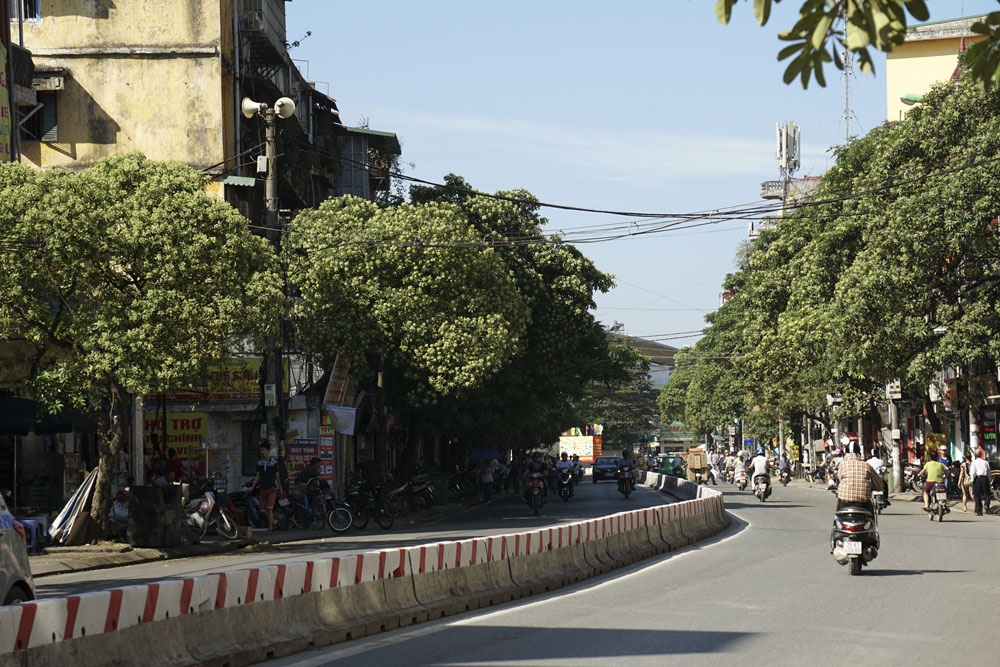 Hà Nội - những ô cửa nồng nàn hương hoa sữa - 1 Phố Lê Thanh Nghị với hai hàng cây hoa sữa đang mùa ra hoa chạy suốt chiều dài con đường.