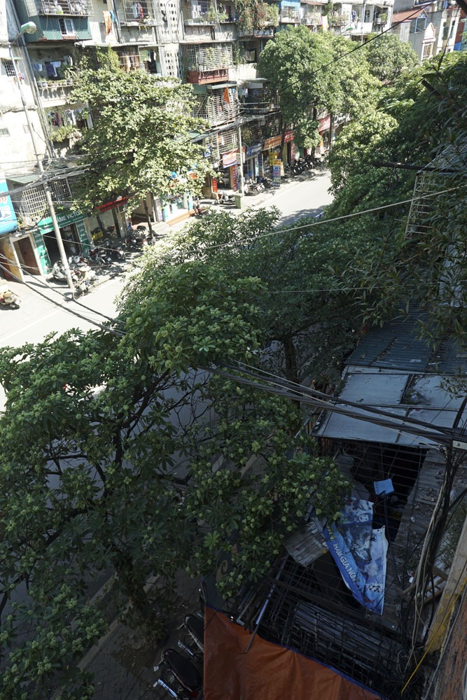 Hà Nội - những ô cửa nồng nàn hương hoa sữa - 9
Một đoạn phố thưa cây. Một vài người dân ở đây không cảm thấy khó chịu với mùi hoa sữa. Họ chỉ cảm thấy mùi hắc của hoa sữa nếu thời tiết oi bức.