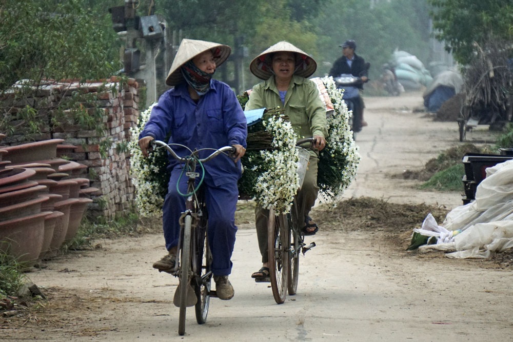 Những bó hoa cuối cùng mùa cúc họa mi - 7 Dễ dàng bắt gặp những chuyến xe hoa cuối ngày bên cánh đồng trồng hoa Nhật Tân.