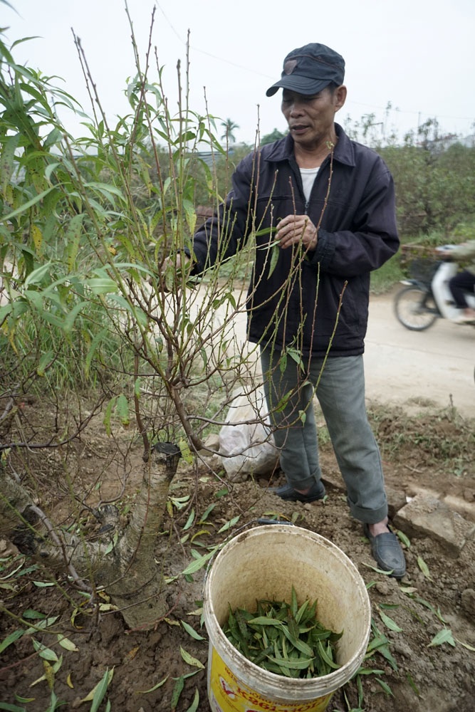 
Bây giờ là thời điểm người Nhật Tân bắt đầu tuốt lá để cây ra hoa hoa. Lá đào được sau đó phải được dọn sạch tránh làm đắng đất. Trong ảnh là ông Đào Anh Hoạt - người Nhật Tân chuyên nghề trồng đào.
