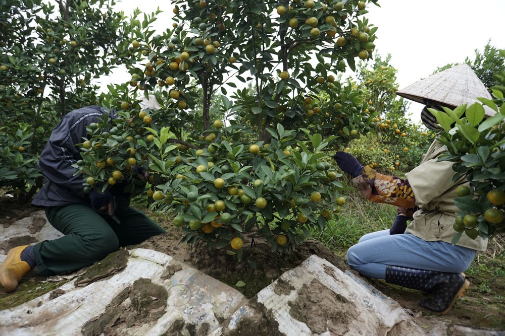Nhiều người trồng quất lâu năm nhận định thời tiết ngày càng biến đổi thất thường, khó đoán trước nhưng cũng may cây quất thì không sợ nóng lạnh, chỉ lo mưa nhiều gây thối rễ. Dù năm nay được cho là thuận lợi nhưng rất nhiều vườn quất cũng phải đợi đến lần ra hoa thứ 3 mới được. Trong ảnh là vợ trồng anh chị Linh Hà đang buộc cành cho những cây quất của mình.