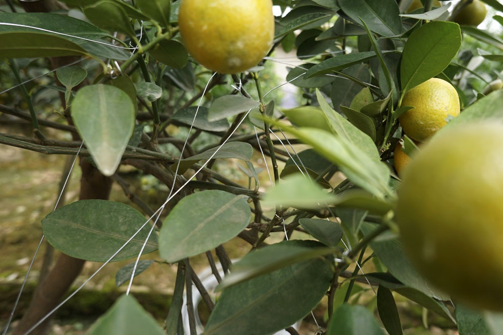 Bây giờ là thời điểm người trồng quất buộc cành định vị hình dáng cho khi quả đã ra nhiều, đây là công việc mất rất nhiều thời gian và cũng có giá thuê nhân công rất cao.