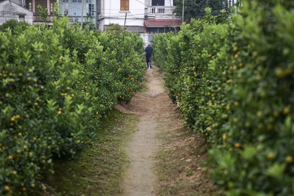 Những cây quất hiện tại vẫn còn khá nhiều quả xanh, nhưng chỉ trong khoảng một tháng nữa quất sẽ chín rộ trông rất đẹp.