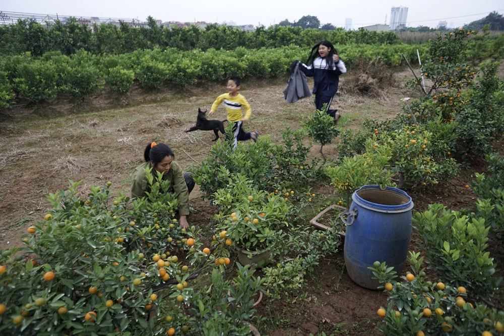 Chị Nguyễn Thị Oanh đang chăm những cây quất bon sai cùng hai con nhỏ ở Tứ Liên. Gia đình chị quê ở Văn Giang (Hưng Yên) lên đây thuê đất trồng quất và trồng rau được 16 năm nay.