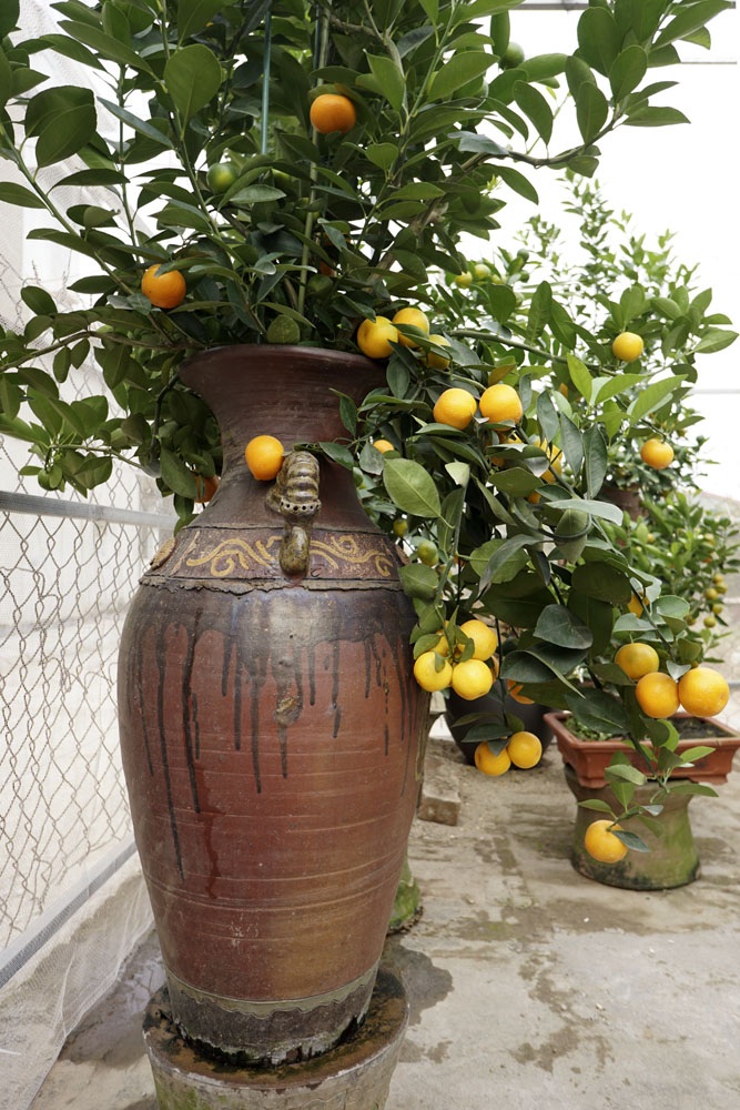 Những cây quất bon sai thế đẹp chưa phải là tất cả, anh Lộc cho biết những cây được khách hàng ưa thích và có giá cao phải bao gồm cả thế, quả, lá, vẻ sung mãn sức của cây và nhiều yếu tố ngoại hình về sự may mắn.